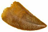 Serrated Raptor Tooth - Real Dinosaur Tooth #370278-1